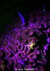 Small crab among coral polyps under UV by Arun Madisetti 